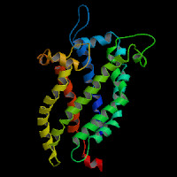 Human Gene UCP1 (ENST00000262999.4) from GENCODE V46