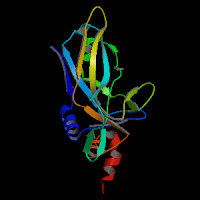 Human Gene TBXT (uc003quu.2)