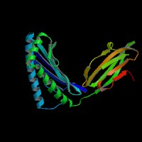 Human Gene HLA-B (ENST00000412585.7) from GENCODE V44
