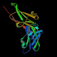 Human Gene CD274 (ENST00000381577.4) from GENCODE V47